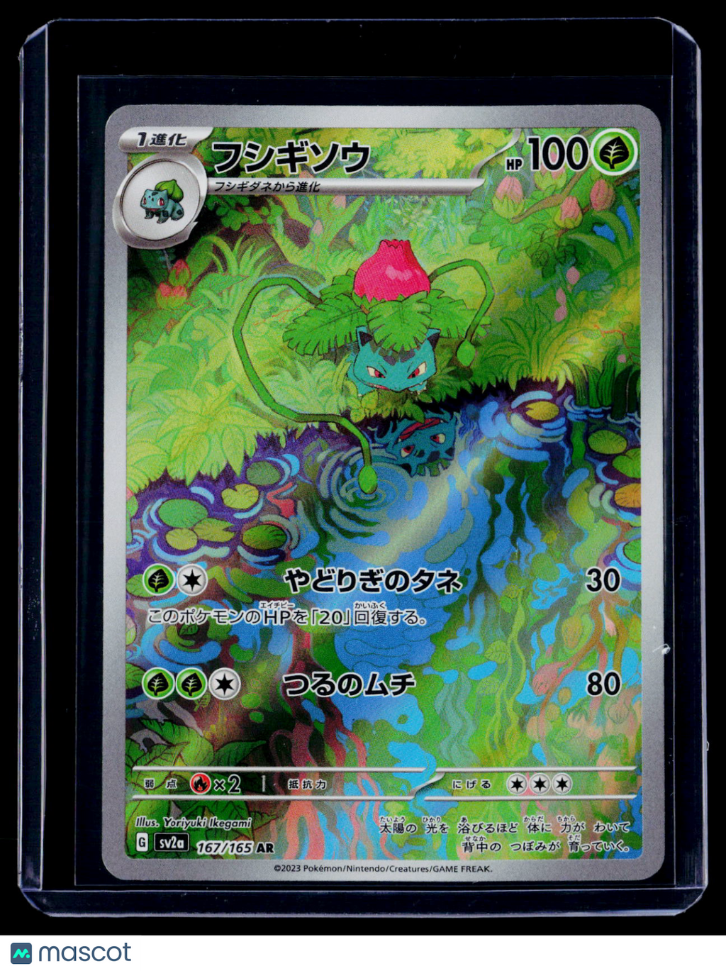 Pokemon Ivysaur Japanese 167 165